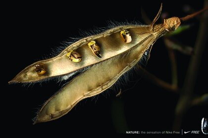 Незвичайне комаха схоже на залізне