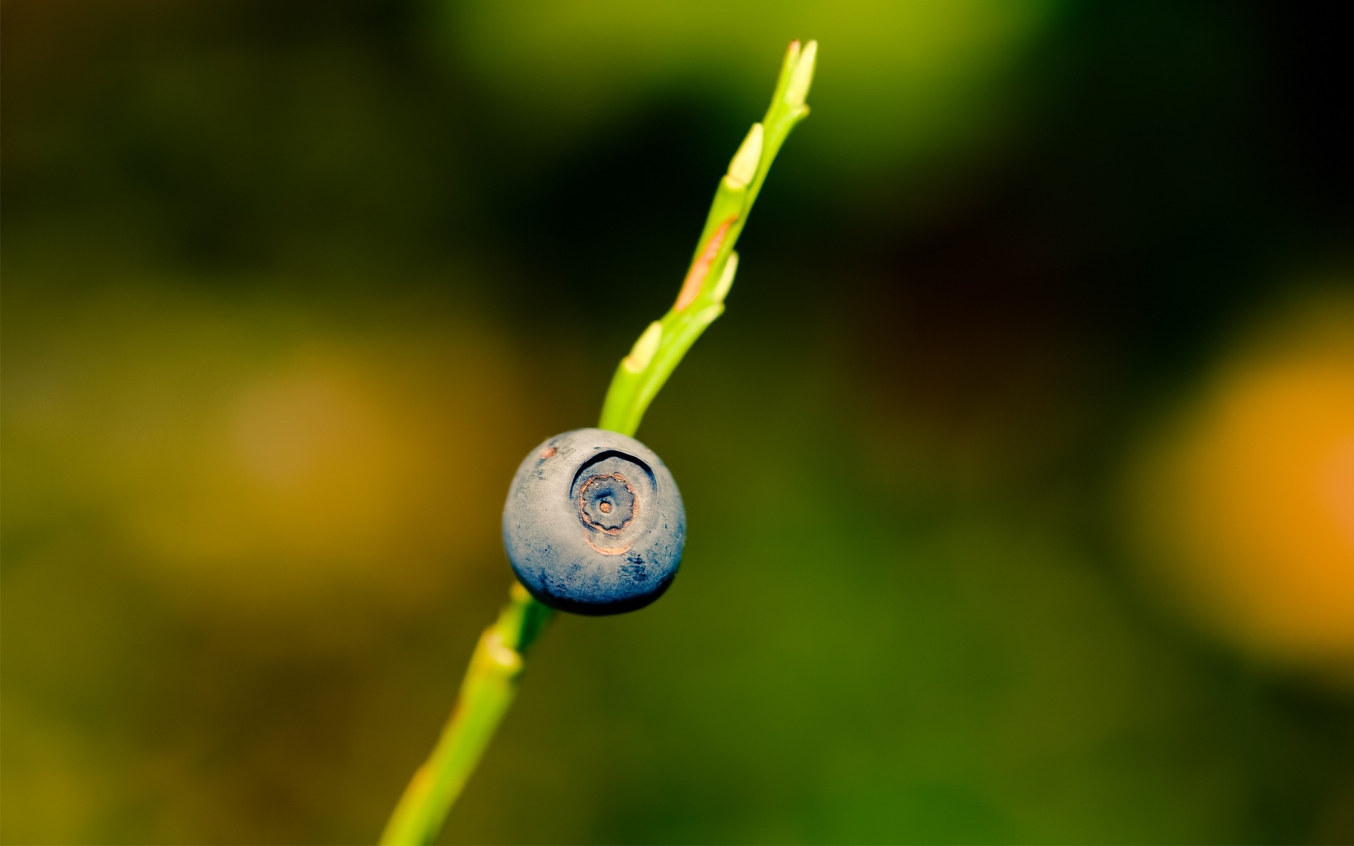 природа лист флора розмитість колір літо сад зростання на відкритому повітрі падіння фрукти