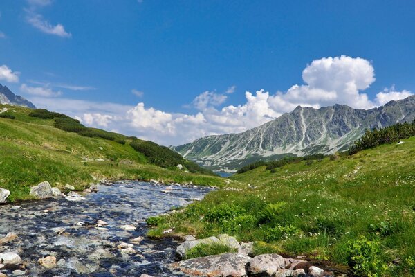 Пейзаж чистої гірської річки