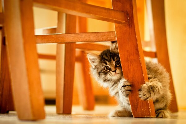 Милий кошеня дряпає меблі
