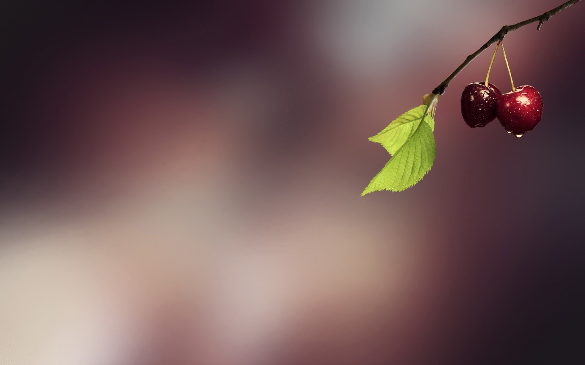 розмитість природа лист анотація мистецтво вишеньки фрукти