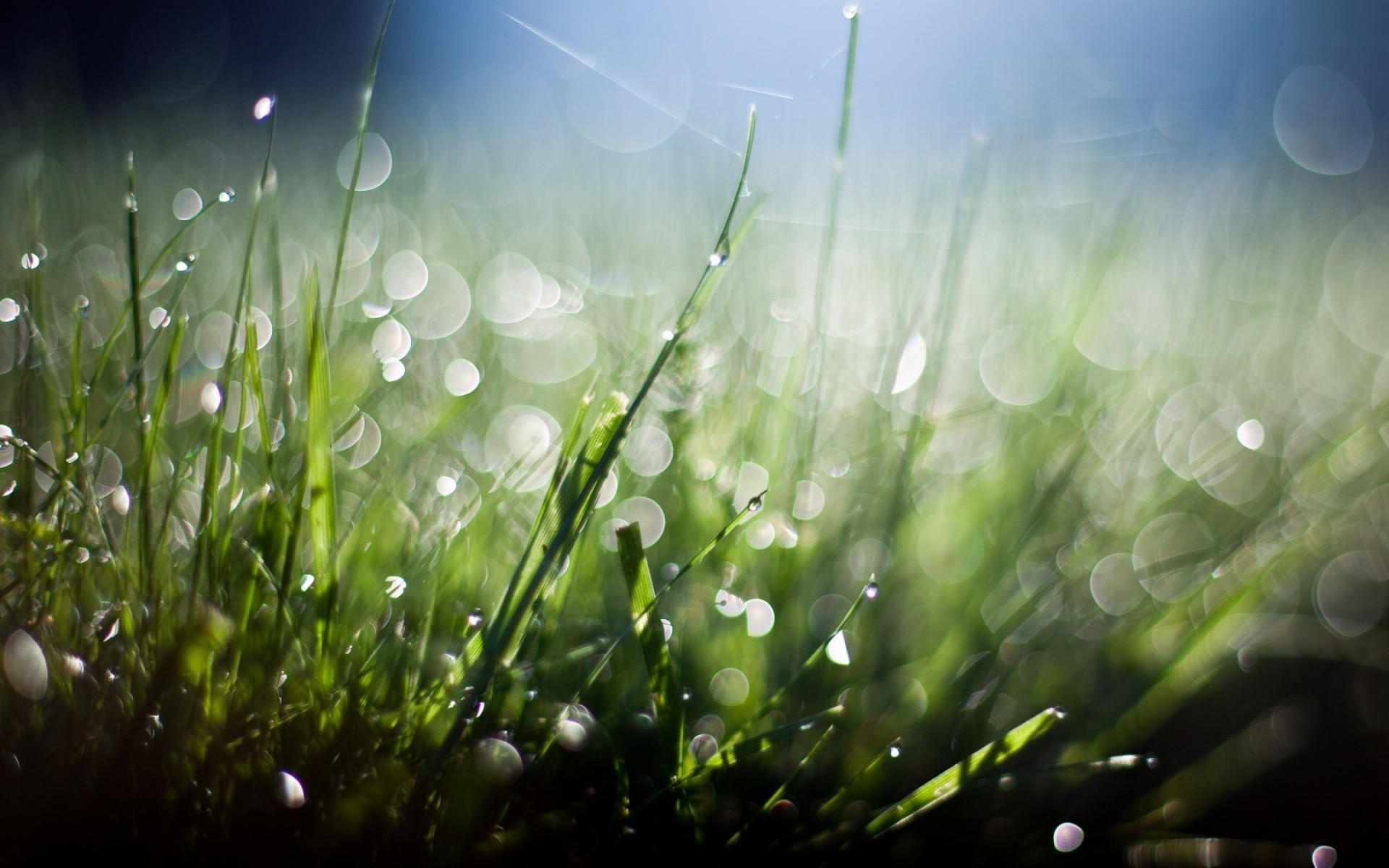 трава газон роси сінокіс поле падіння робочого столу флора світанок сад дощ природа сонце літо колір пишні яскравий гарну погоду розмитість свіжість