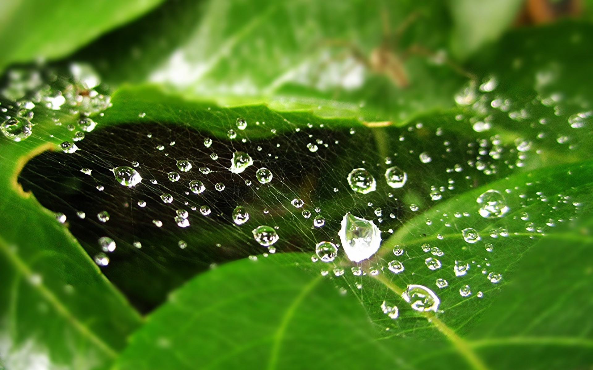 роси дощ падіння краплі мокрий лист краплі флора води чистота водозливу свіжість природа сад зростання рідина росяною середовища поруч краплі води дрю. веб-павук