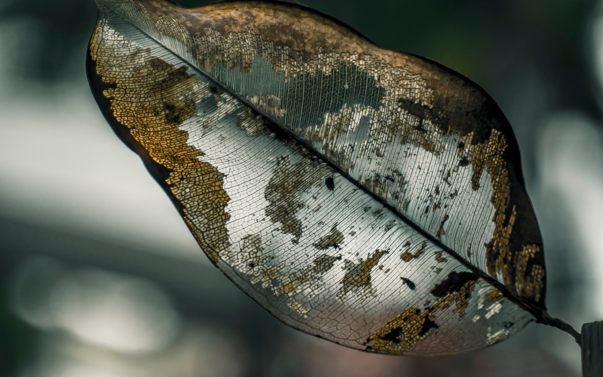 природа один тварина робочого столу лист