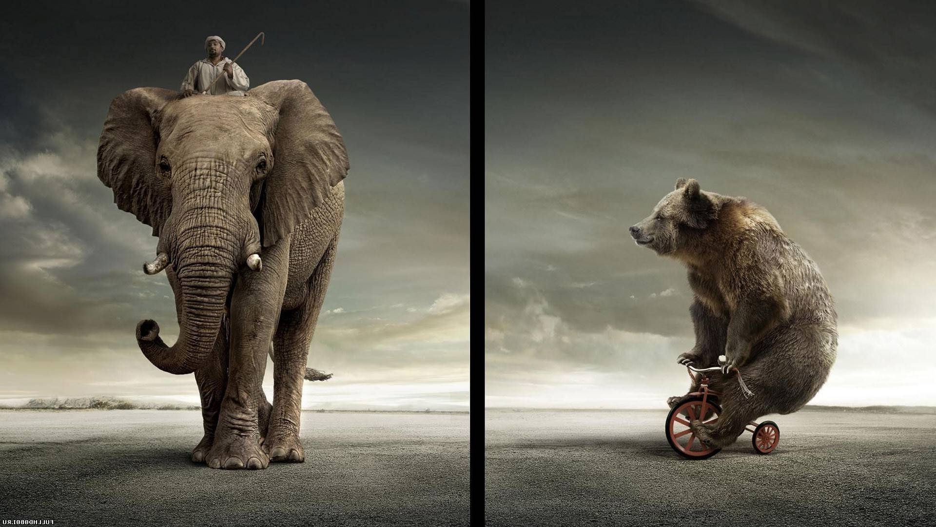 ссавець тварина слон один дикої природи два портрет