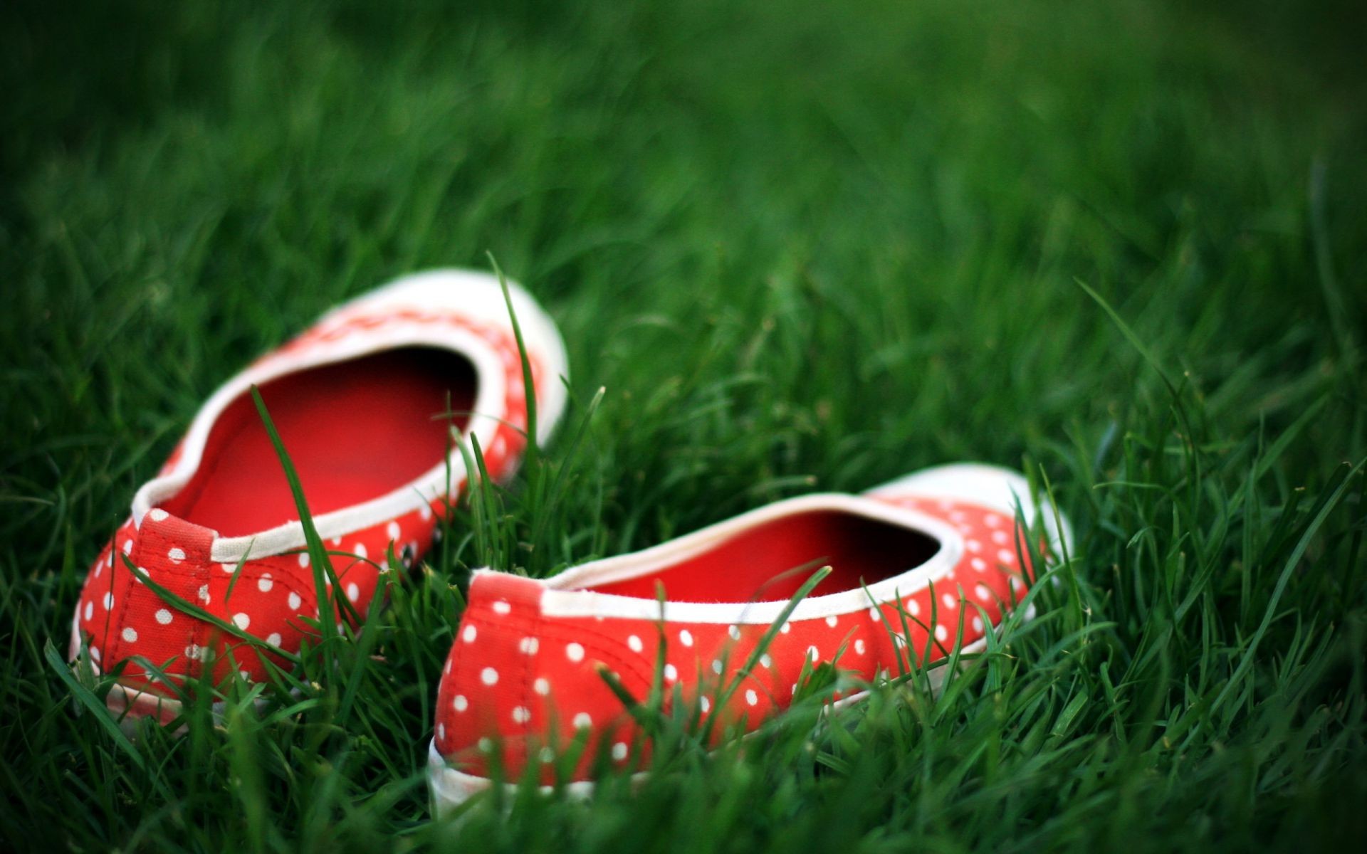 трава літо поле шкіра колір газон відпочинок взуття на відкритому повітрі два сінокіс пару природа крупним планом