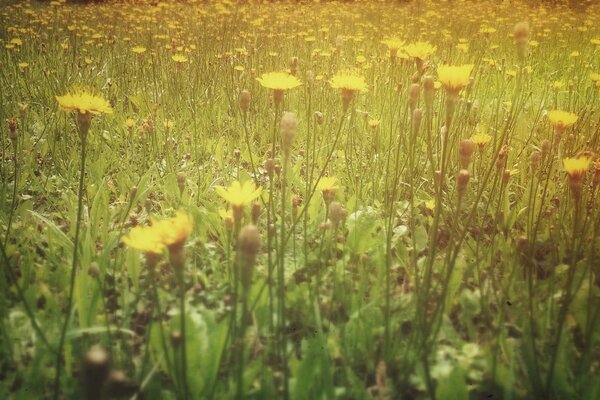 Квітучі рослини на літній галявині
