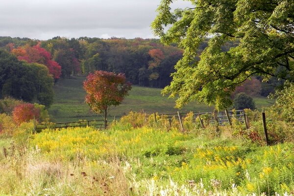 Фарби осені на деревах і полях