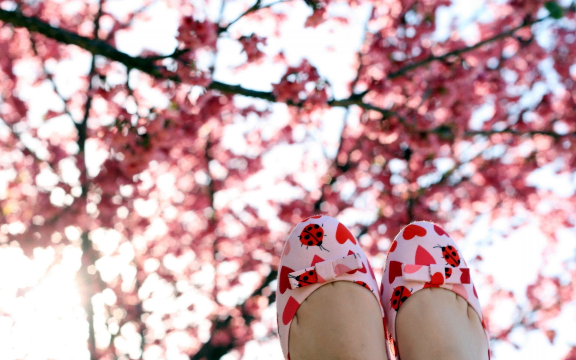 вишня дерево квітка на відкритому повітрі зима сезон природа пейзаж філія парк