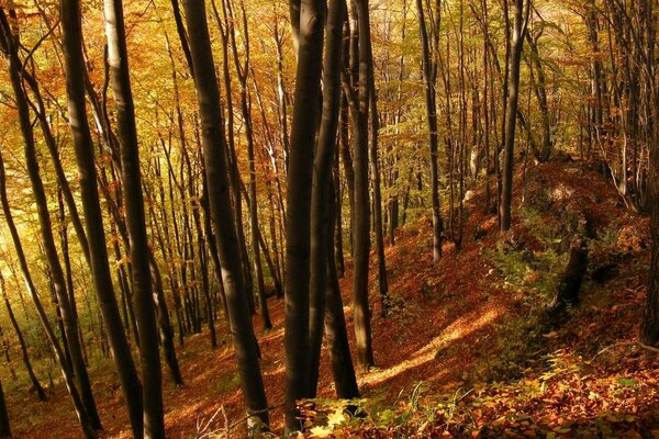 ОСІННЄ СОНЦЕ ОСВІТЛЮЄ РІДКІСНИЙ ЛІС