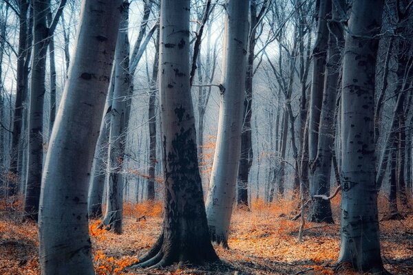 Стовбури дерев, листя на землі