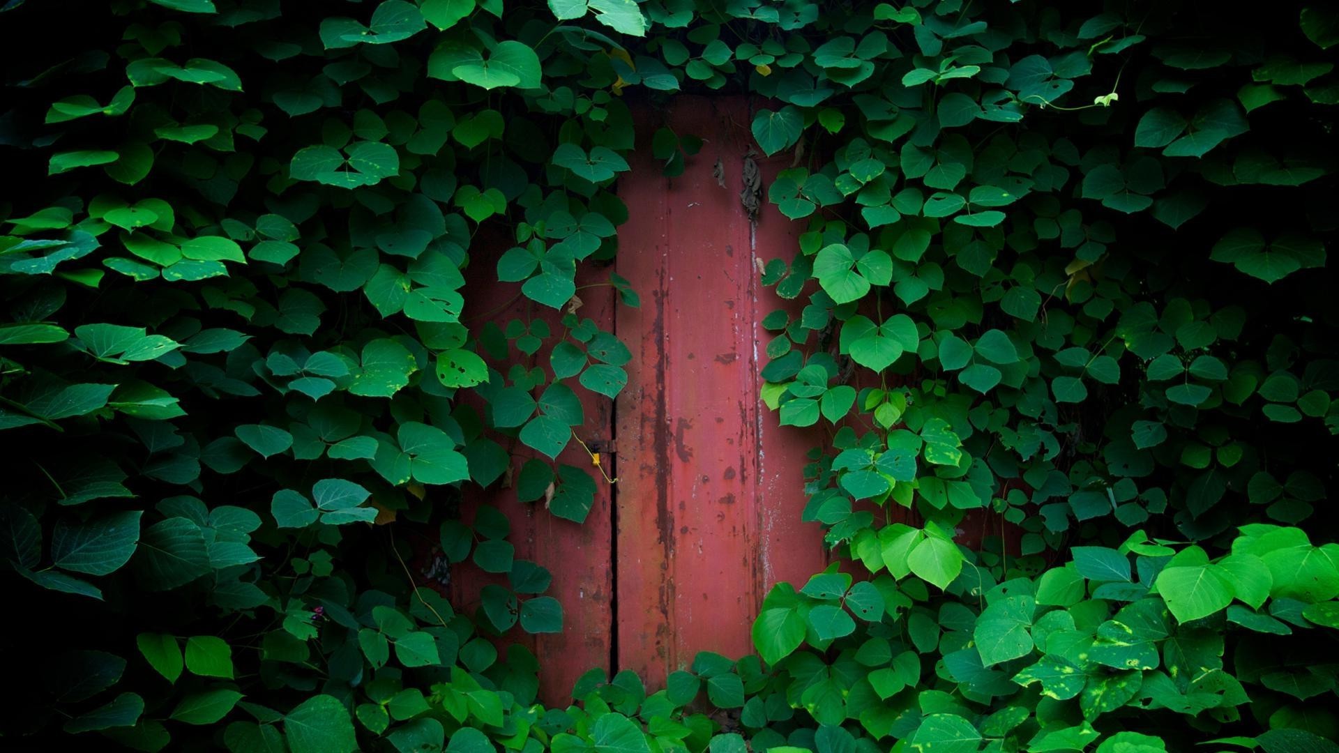 лист айві робочого столу анотація текстура сад стіни конюшина природа зростання флора деревини удачі шаблон