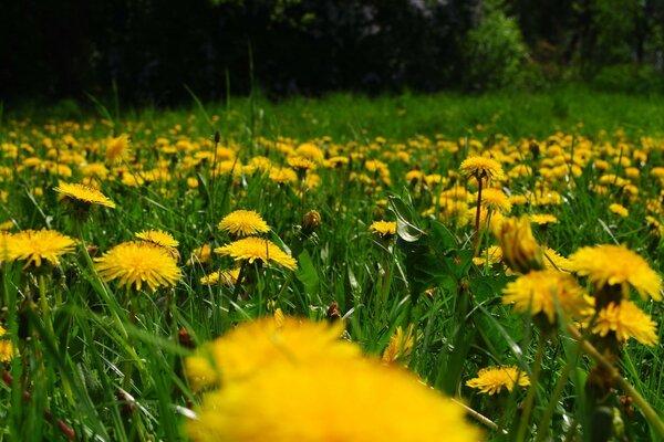 Галявина жовтих кульбаб влітку