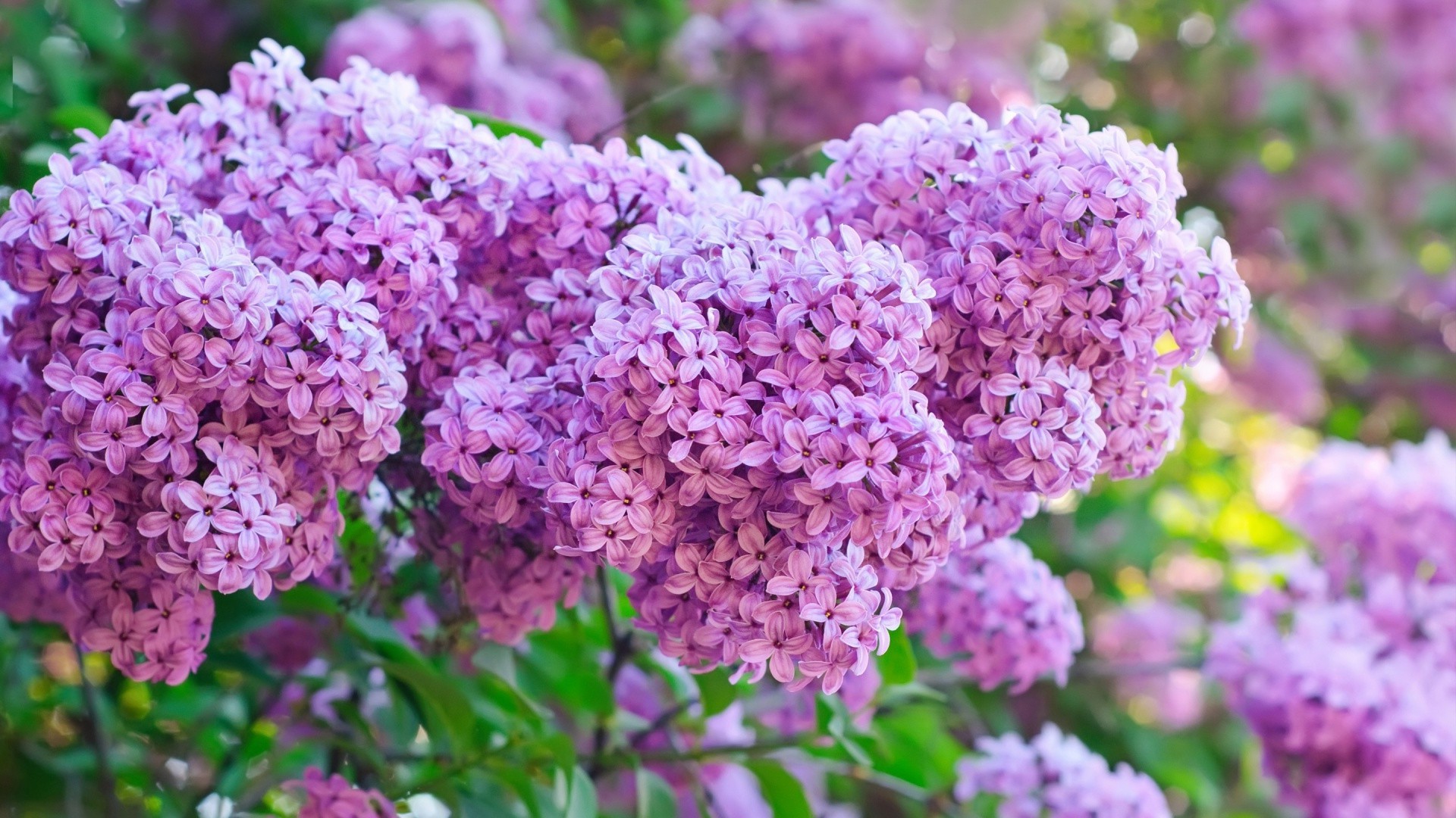 квітка флора природа сад чагарник блюмінг літо лист лаванда квіткові зростання колір сезон пелюстка яскравий філія дерево ботанічний на відкритому повітрі