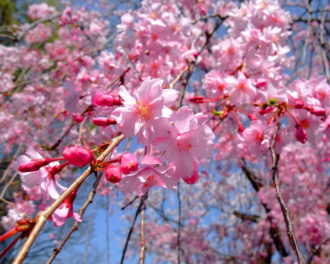вишня квітка філія дерево флора природа сезон блюмінг сад зростання пелюстка лист весна друже на відкритому повітрі парк колір яскравий квіткові