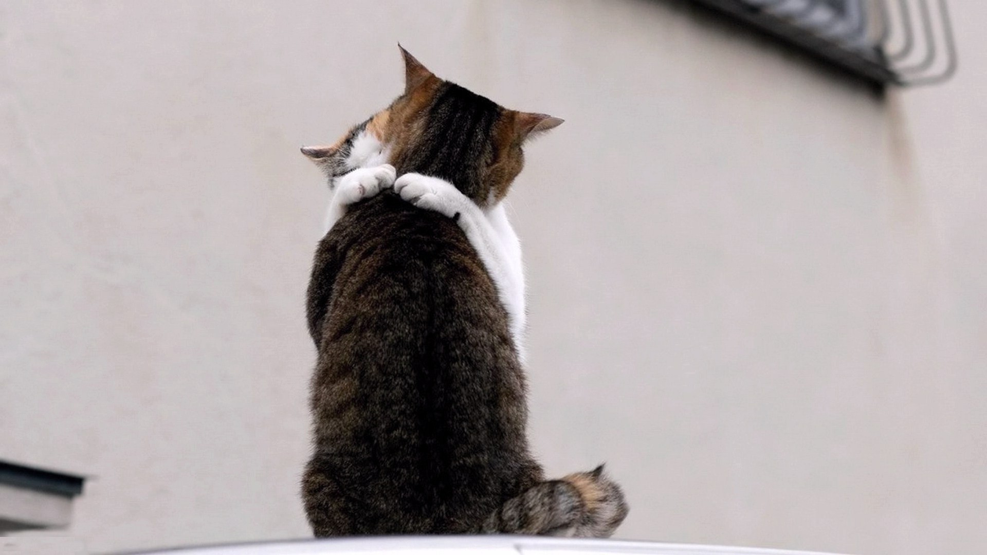 кішка ссавець милі тварина кошеня пет один вітчизняні хутро