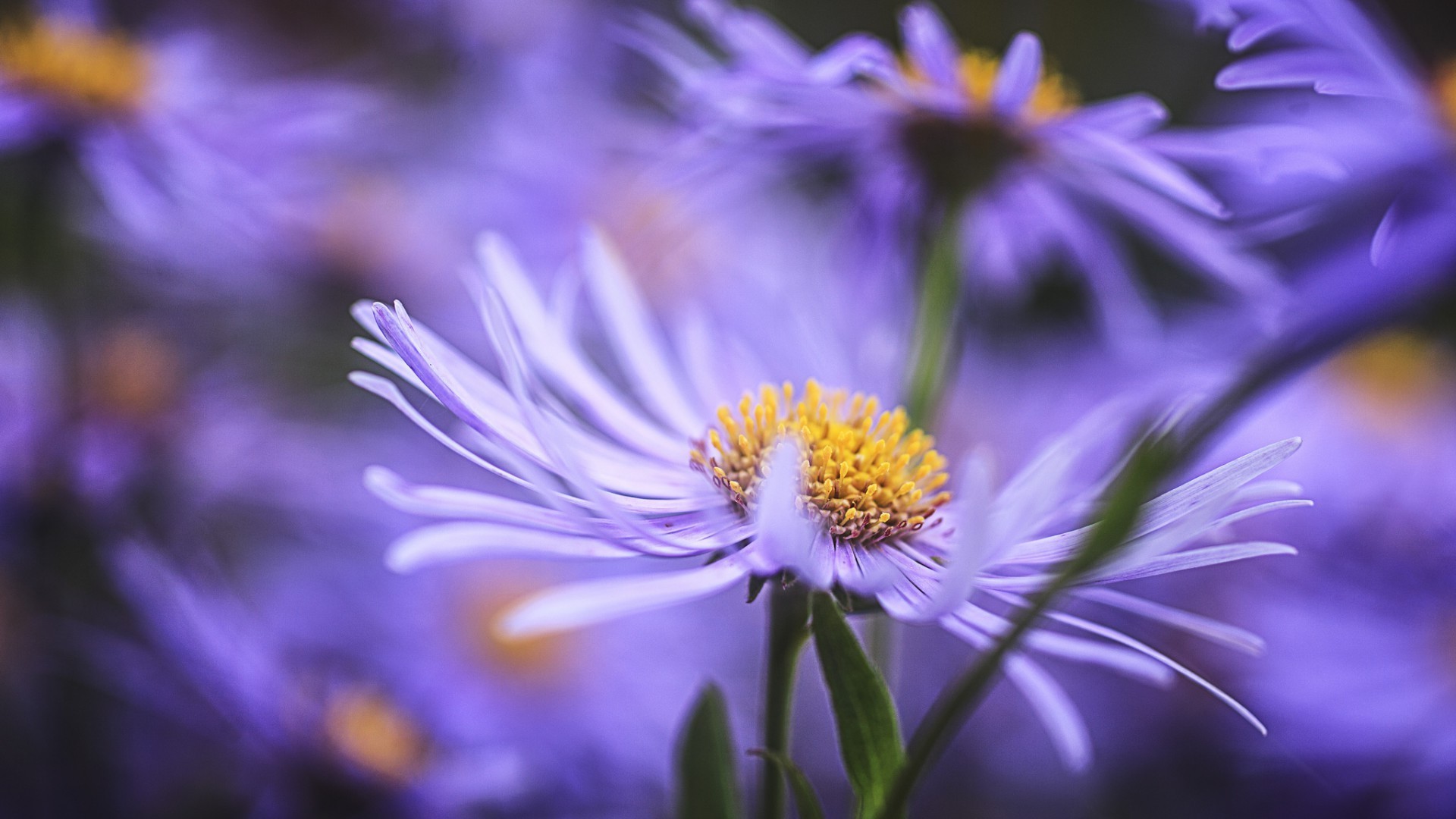 природа квітка флора літо сад квіткові пелюстка яскравий лист колір блюмінг крупним планом красиві на відкритому повітрі ніжний