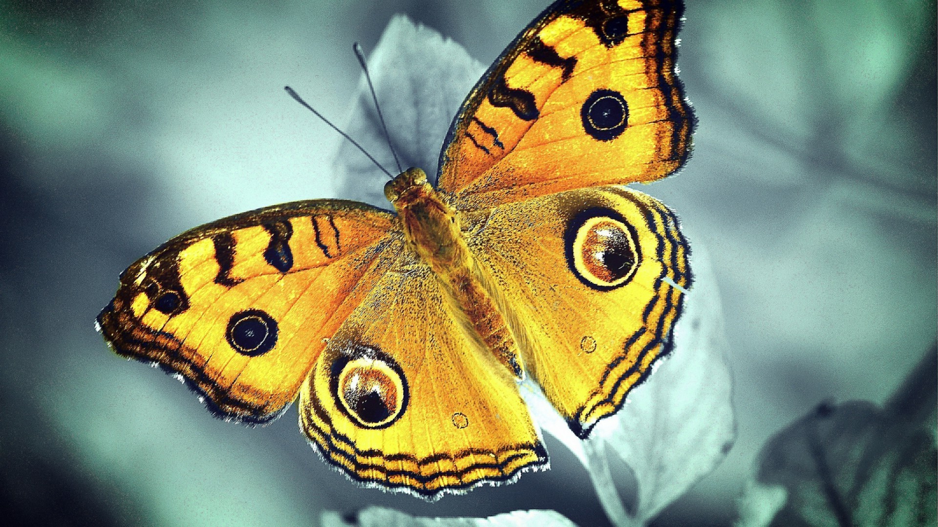 метелик комаха природа безхребетних дикої природи тварина крило монарх на відкритому повітрі лускокрилі метелик колір літо біологія сад дикий літати красиві