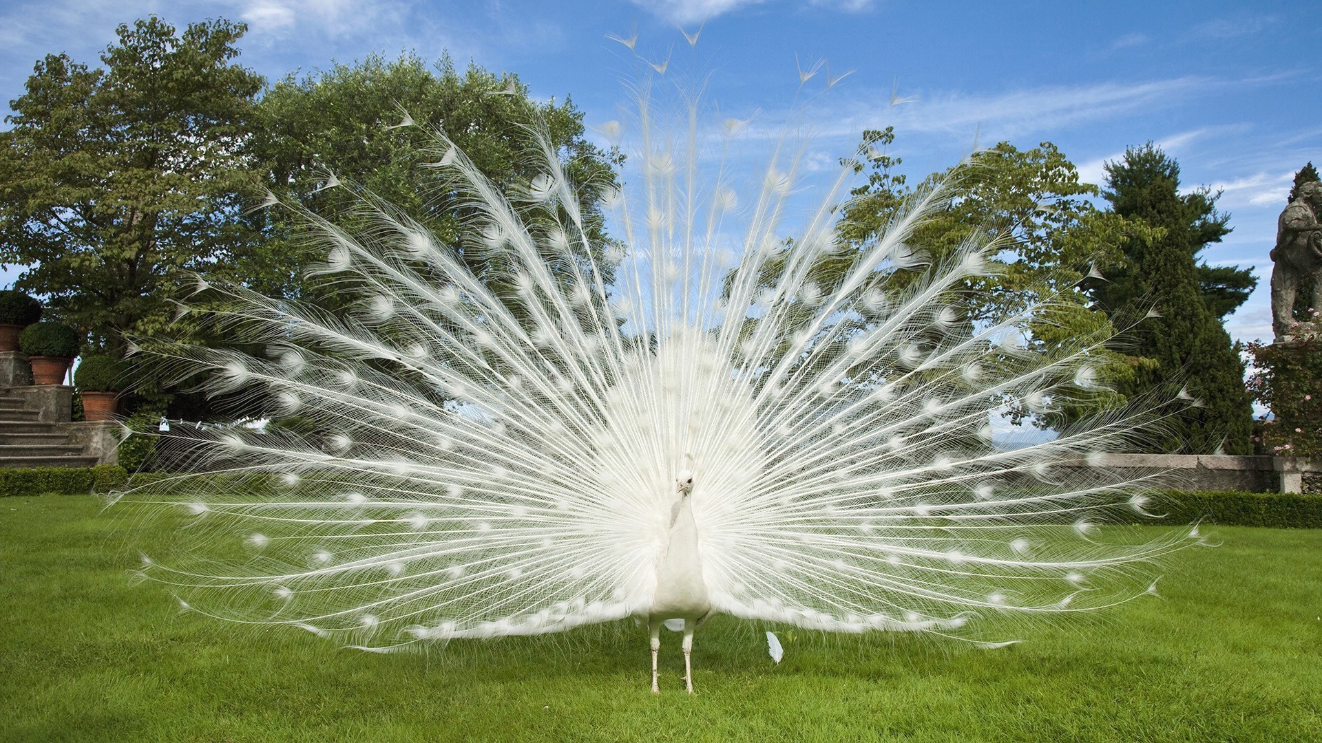 природа трава парк на відкритому повітрі красиві літо сад яскравий небо флора газон