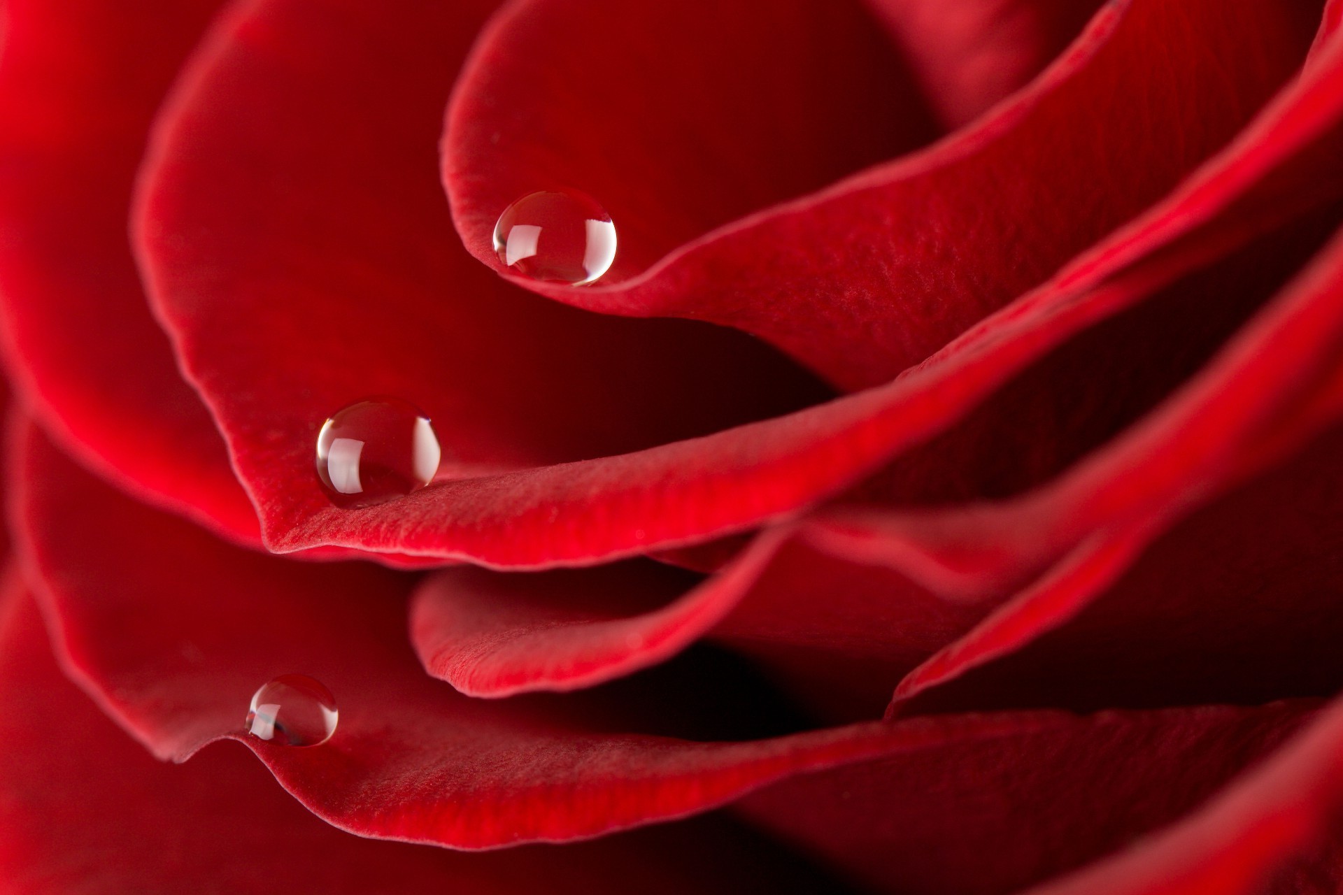 троянда любов романтика квітка пелюстка романтичний блюмінг ніжний ювілей ботанічний природа флора подарунок красиві сад колір любов роси квіткові