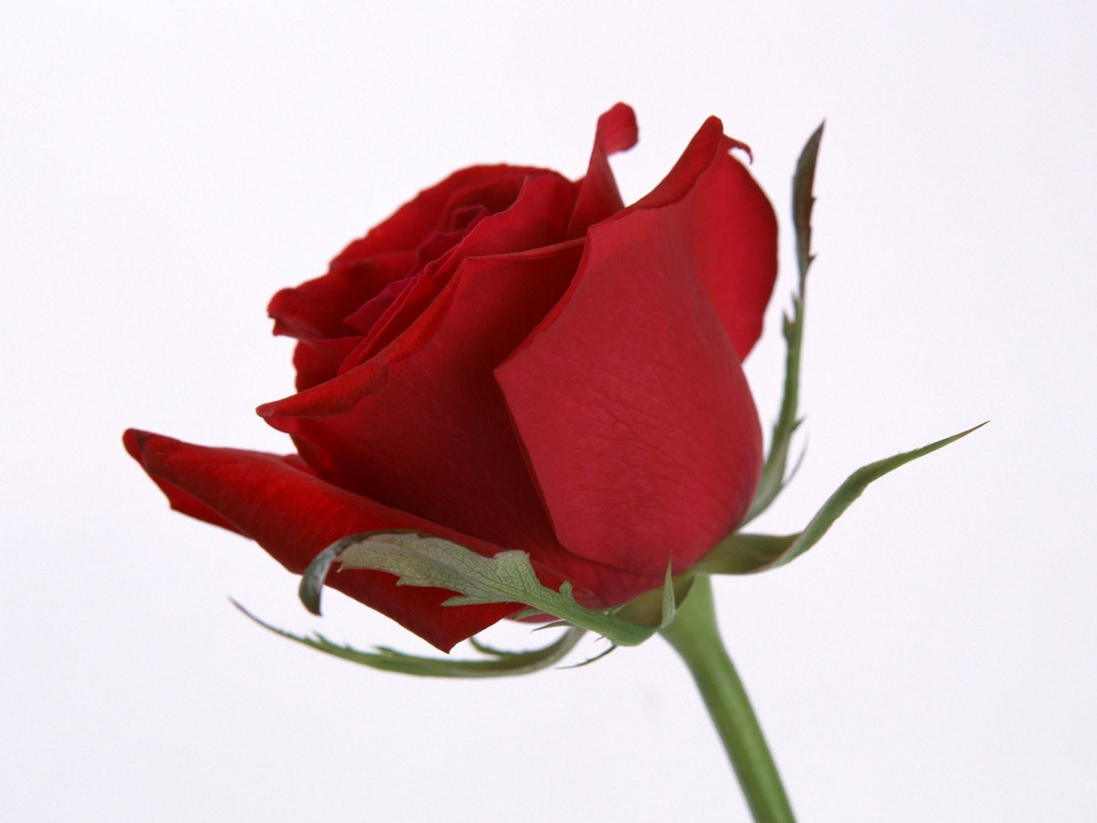 квітка троянда любов романтика природа квіткові весілля подарунок пелюстка флора ювілей букет лист друже романтичний колір літо блюмінг день народження