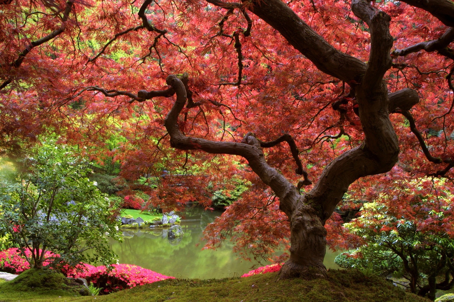 дерево лист осінь парк кленовий філія природа сезон пейзаж деревини сад на відкритому повітрі колір квітка флора середовища мальовничий