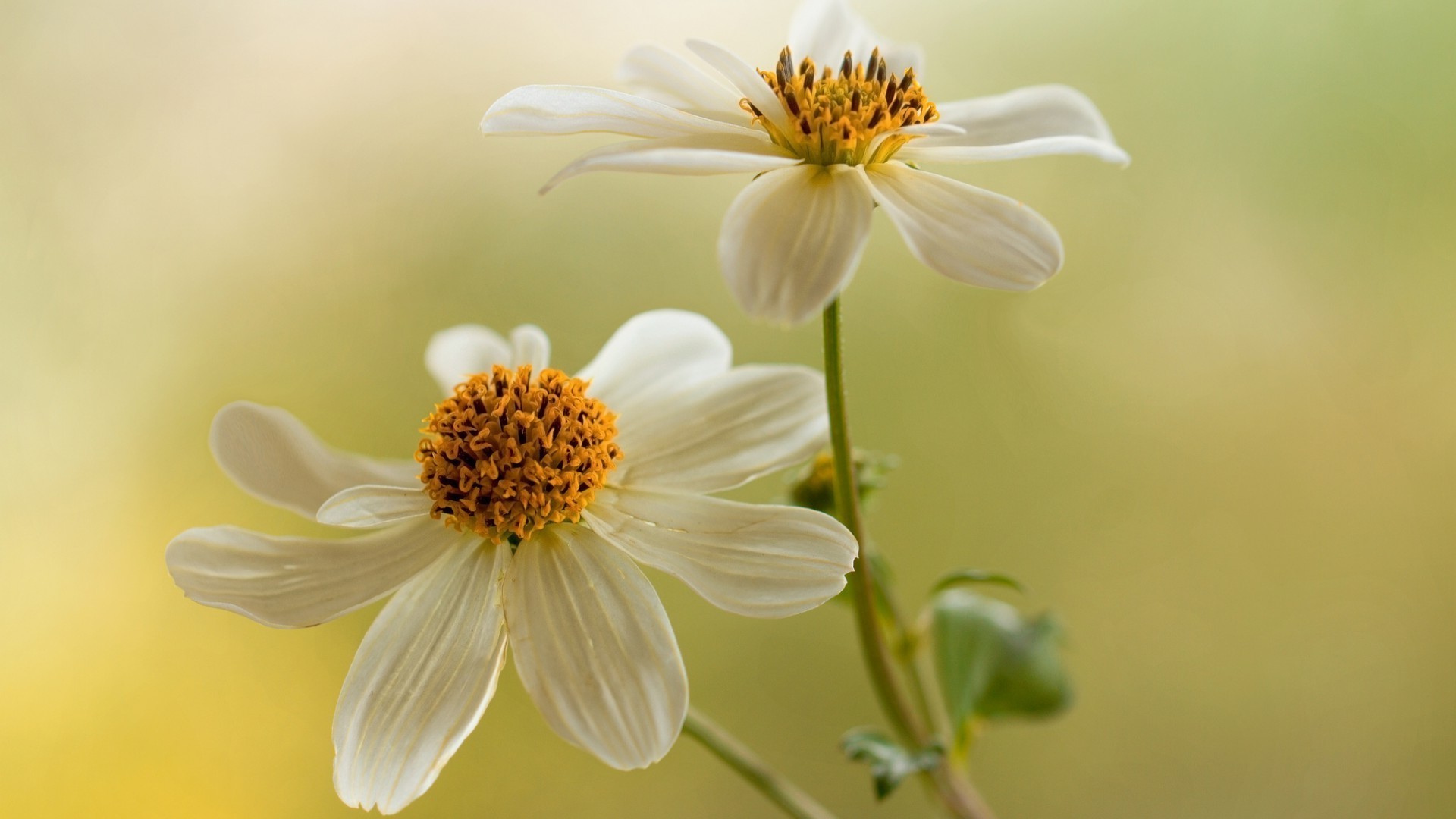 природа квітка флора літо лист сад квіткові зростання яскравий пелюстка