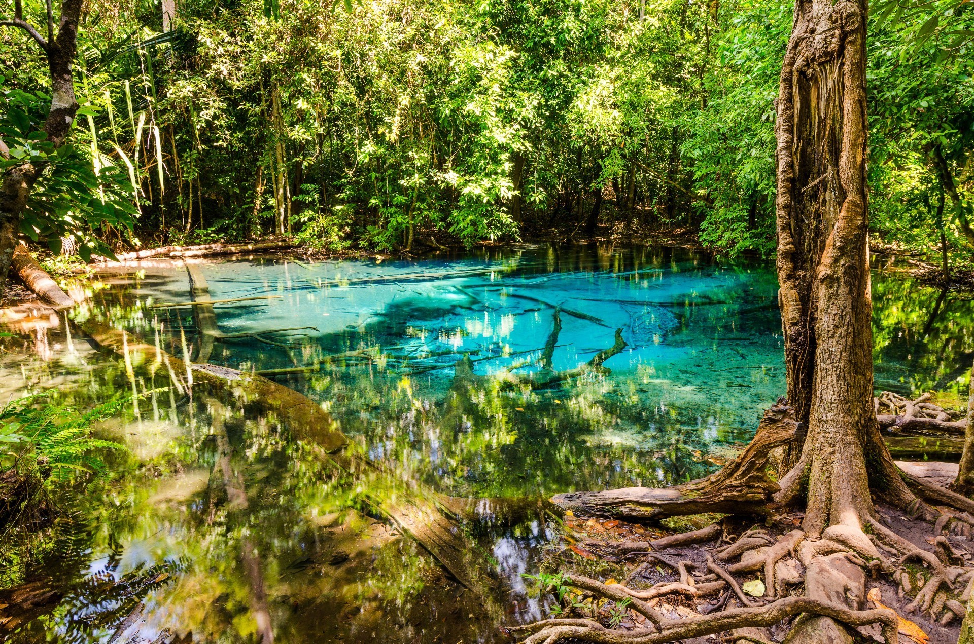 води деревини природа дерево лист літо подорожі тропічний пейзаж парк річка флора красиві на відкритому повітрі середовища джунглі мальовничий озеро відображення