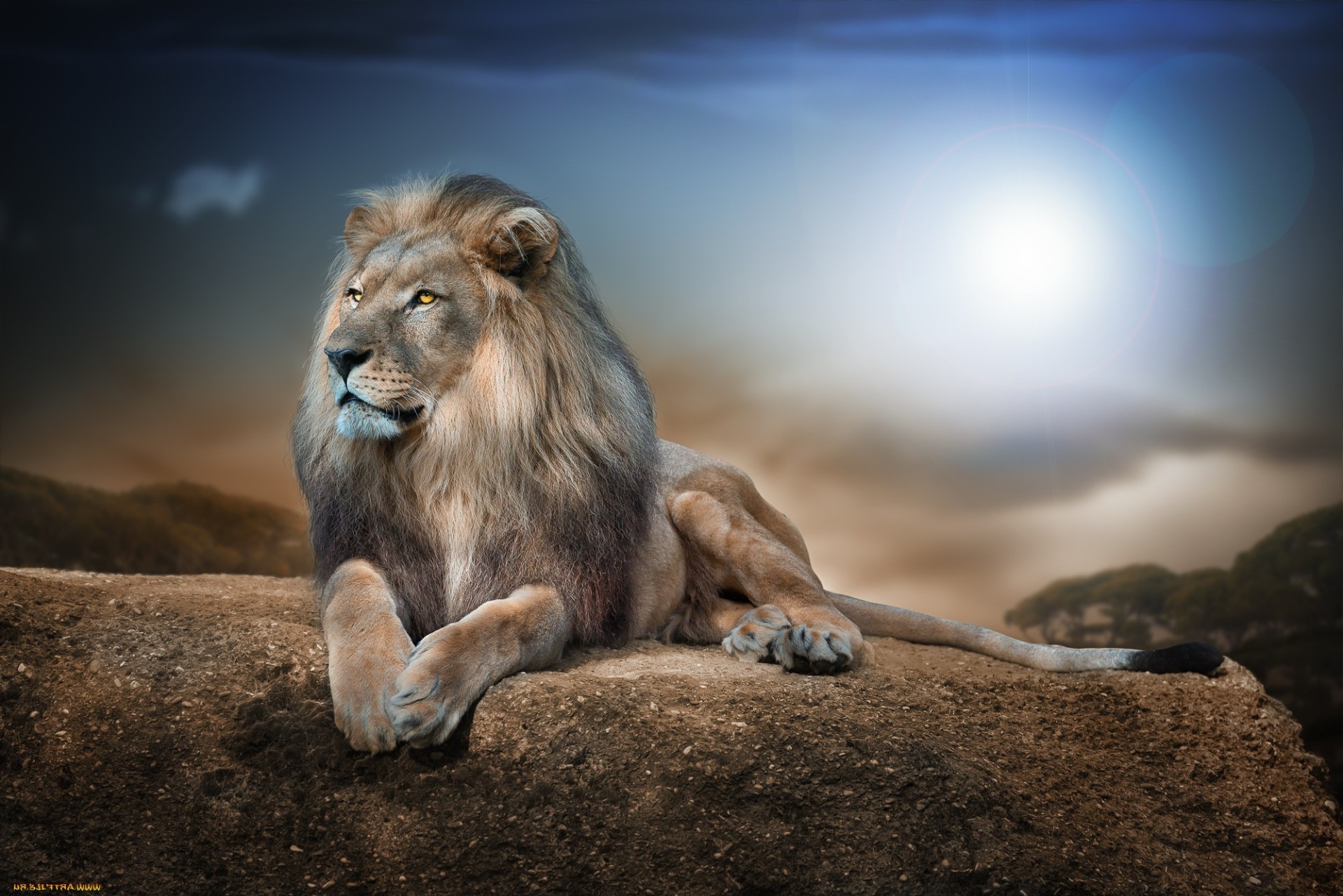 ссавець лев дикої природи