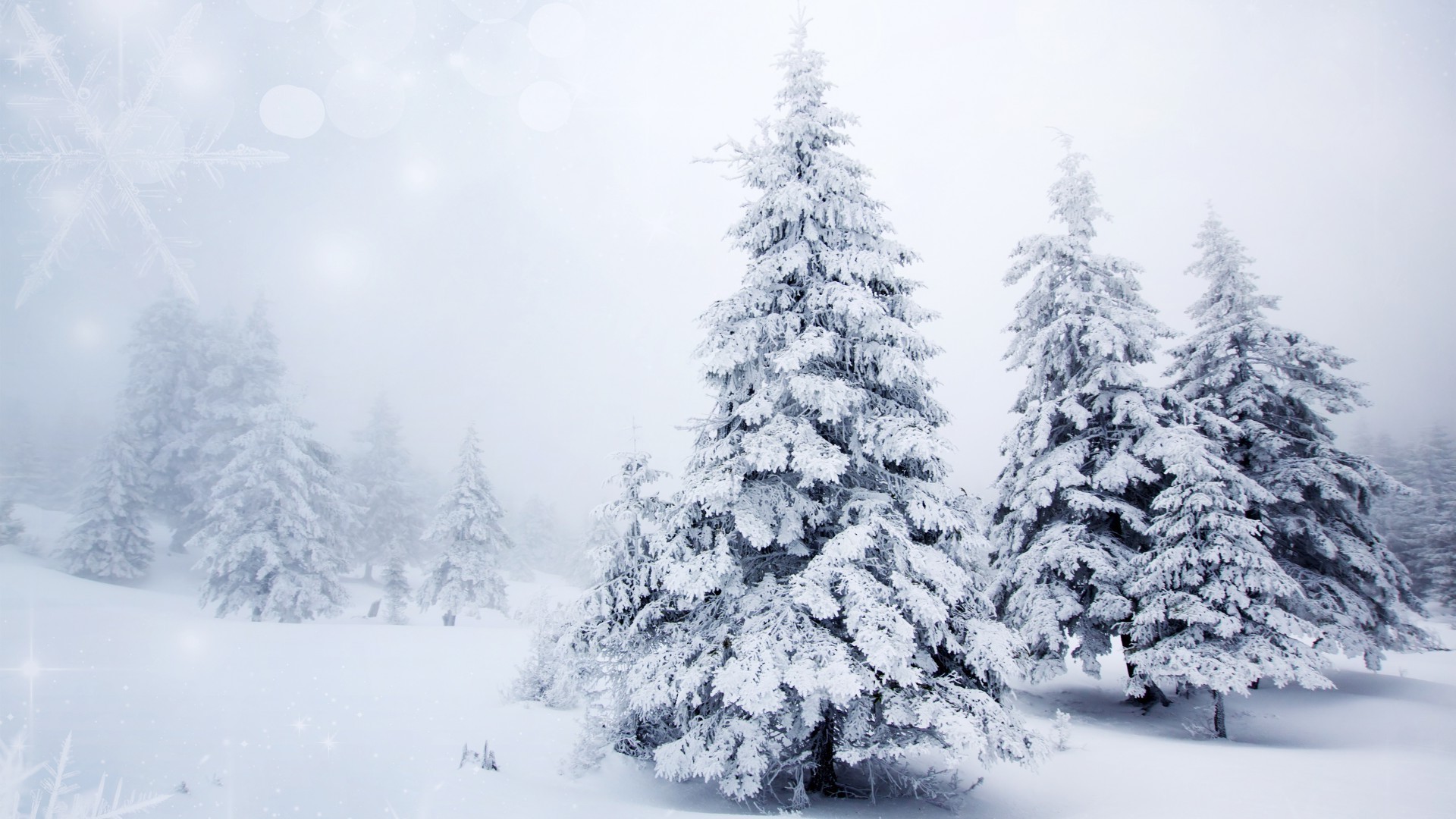сніг зима мороз холодна заморожені лід деревини дерево погода сезон різдво сосна сніжне морозний пургу ялиця пейзаж їли