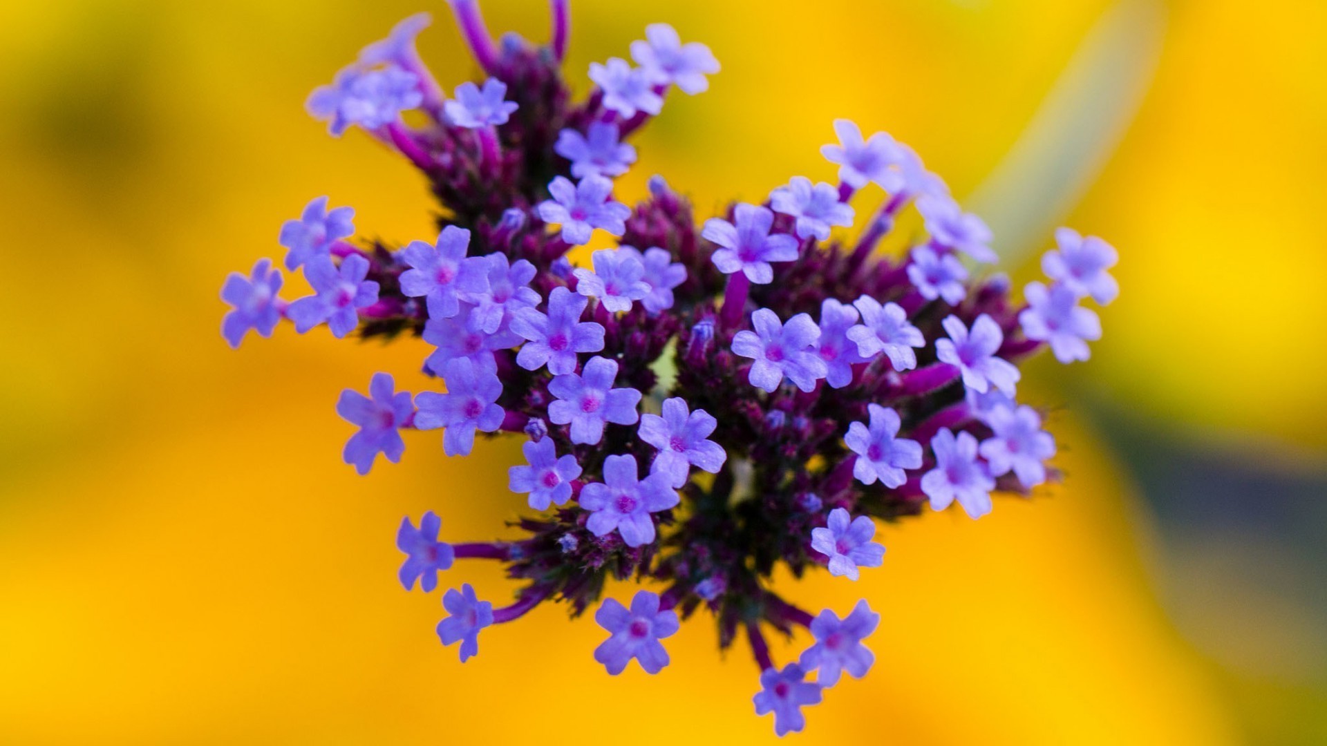 квітка природа флора квіткові розмитість сад літо лист колір блюмінг