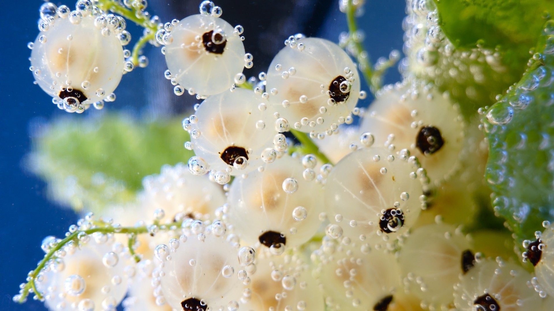 природа квітка дощ падіння прикраси роси води літо