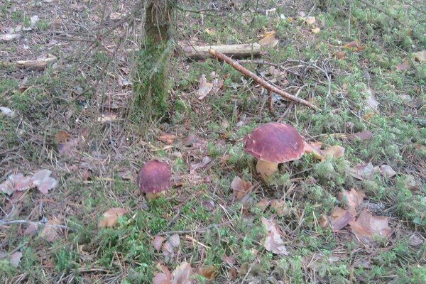 Результат густих туманів восени в лісі
