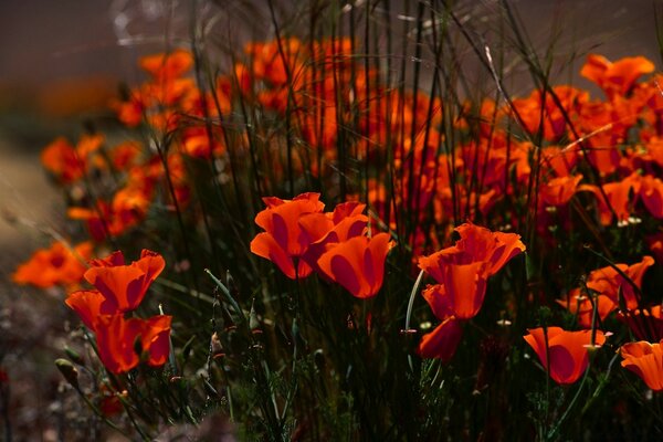 Строгі колони зростаючих квітів