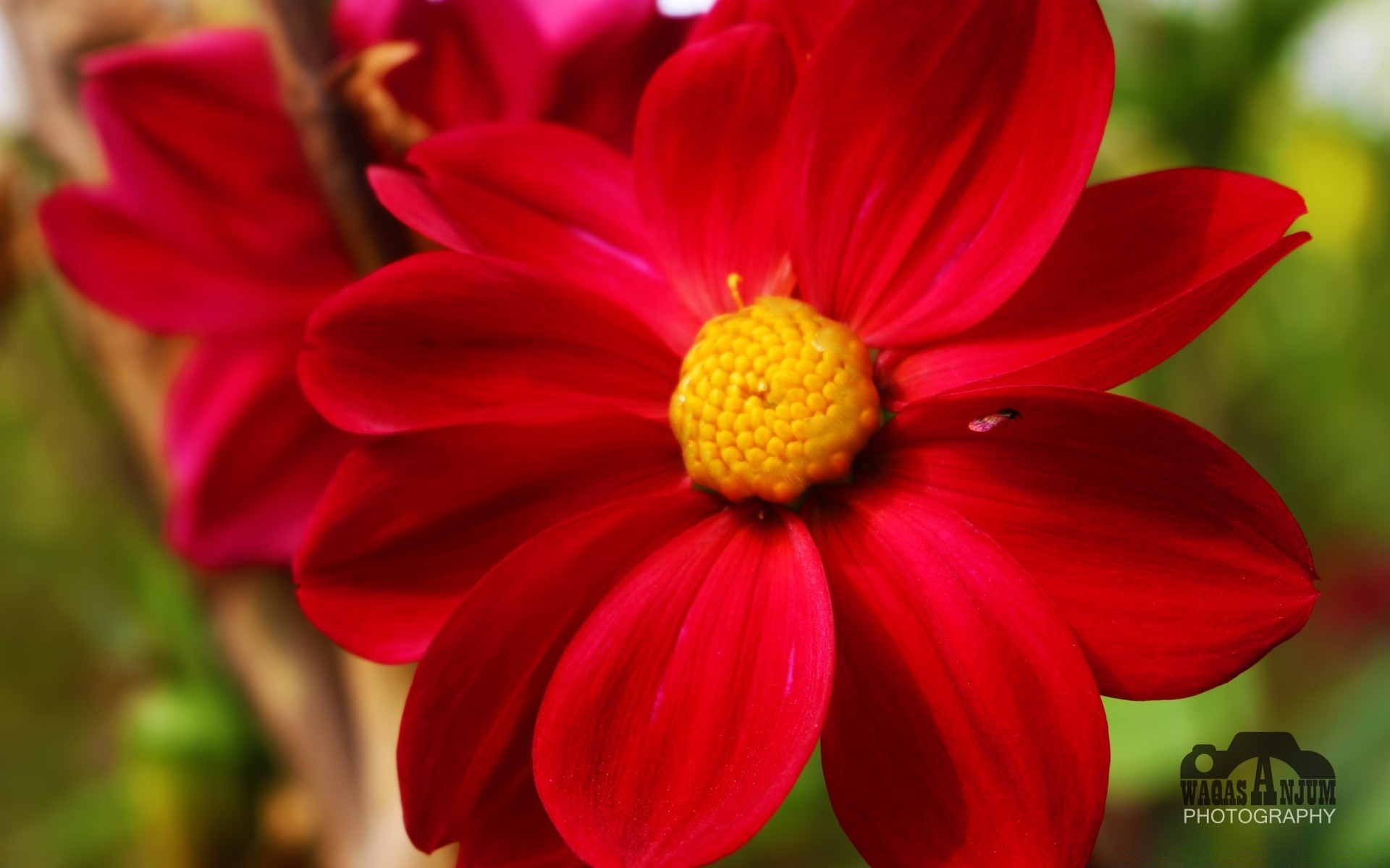 квіти природа флора квітка літо сад яскравий лист колір зростання сезон пелюстка на відкритому повітрі крупним планом блюмінг