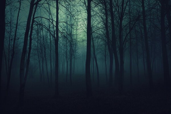 Похмурий Туманний ліс вночі