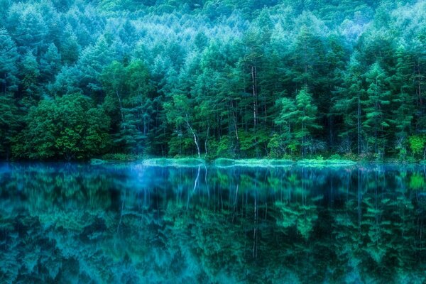 Казковий пейзаж туманного лісу