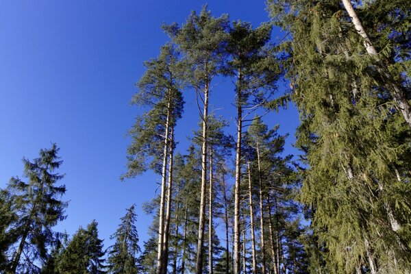 Природа влітку під відкритим небом