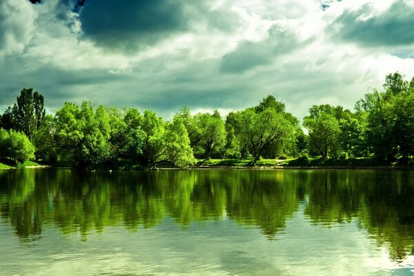 Зелений ліс з чистою водою