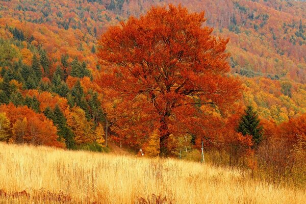 Золота осінь і природа