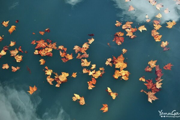 Мирно пливуть опале кленове листя