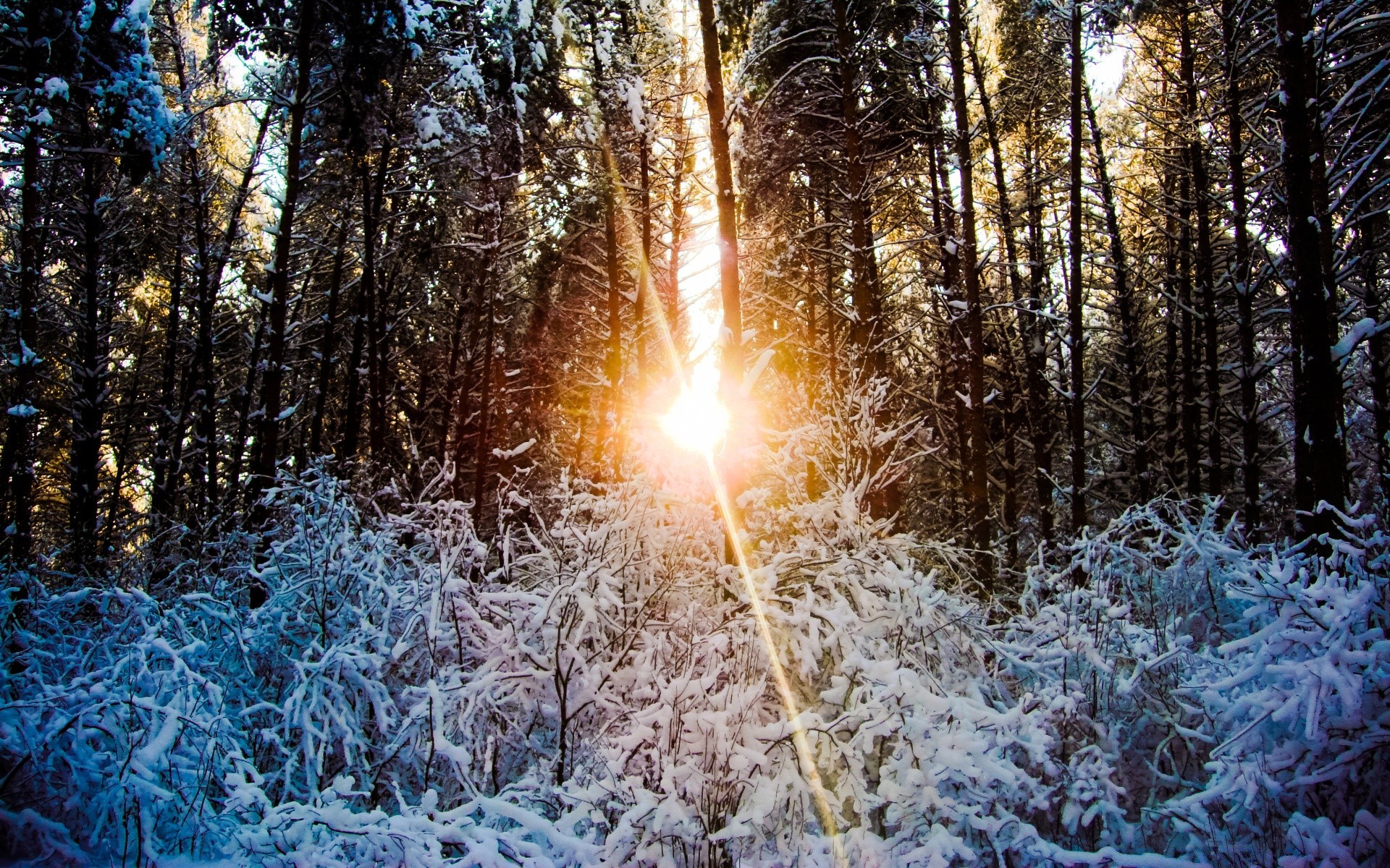 зима деревини мороз сніг дерево сезон холодна природа пейзаж гарну погоду заморожені світло на відкритому повітрі парк сосна сонце яскравий сцена робочого столу погода