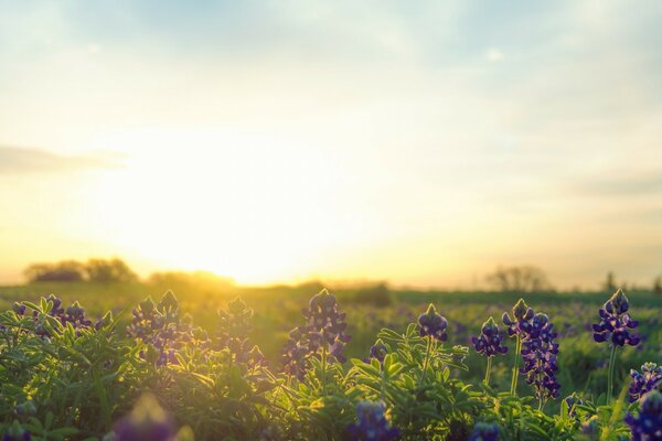 Квіти на полі створюють візерунок, природа в усій красі постала погляду